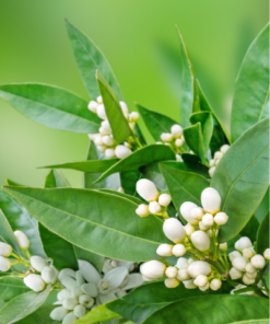Neroli naktinis kremas su kolagenu5